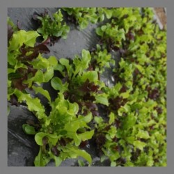 Mesclun 1kg
