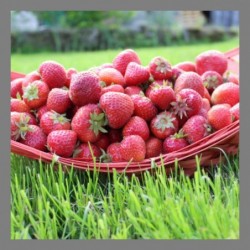 Nos fraises sont de plein champ