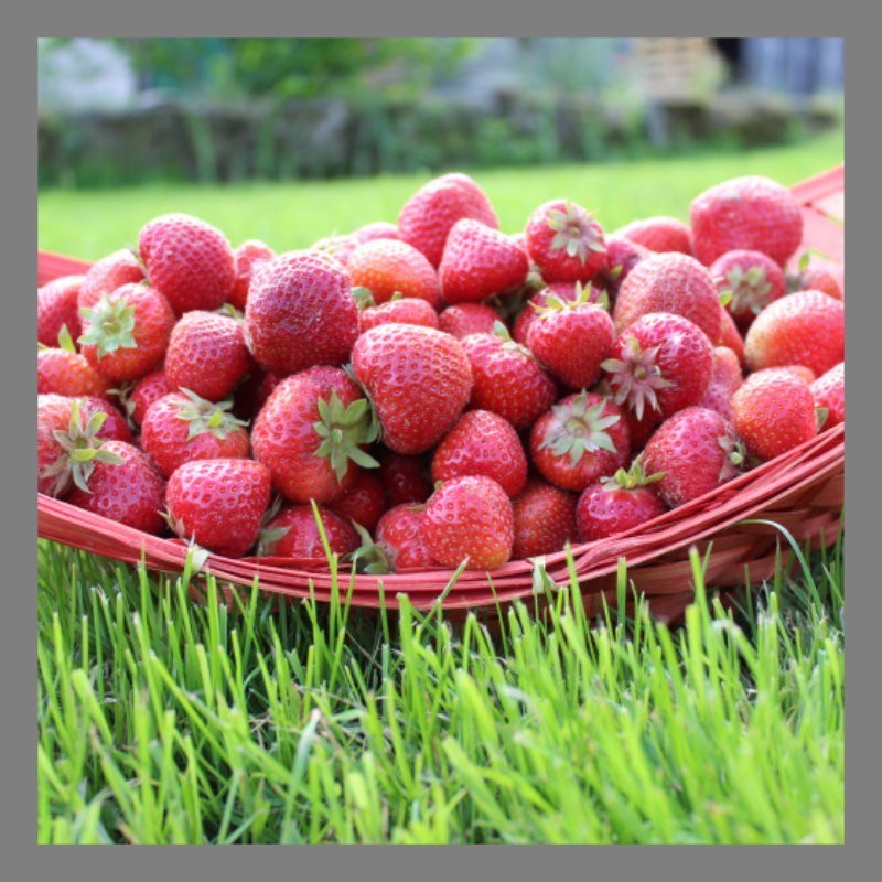 Nos fraises sont de plein champ