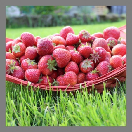 Nos fraises sont de plein champ