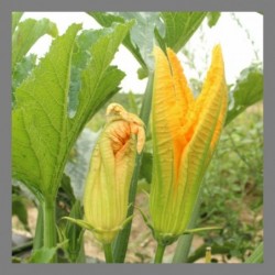 Fleurs de courgettes