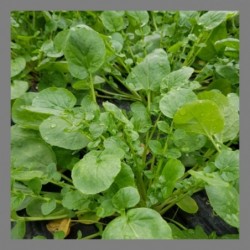 Cresson de terre 1kg