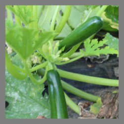 Courgettes vertes 1kg