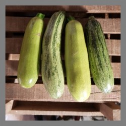 Courgettes verte claire 1k
