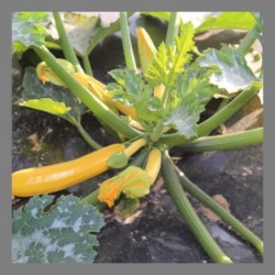 Courgettes jaunes