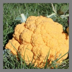 Choux-fleurs de couleurs 1kg