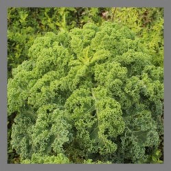 Chou kale en botte