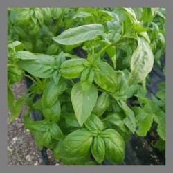 Basilic