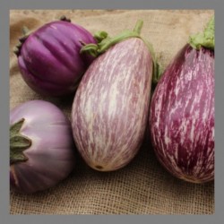 Aubergine ronde violette et...