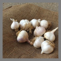 Ail (petites têtes) 1kg