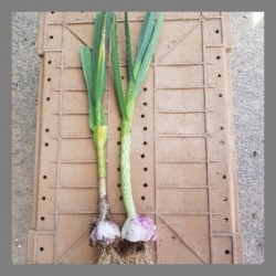 Ail frais (petites têtes)...