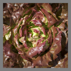 Salade laitue rouge