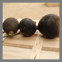 Radis noirs ronds 1kg