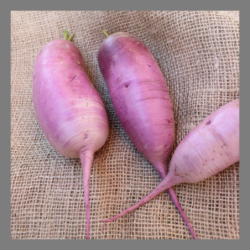 Radis asiatique violet 1kg