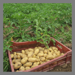 Pomme de terre nouvelle...